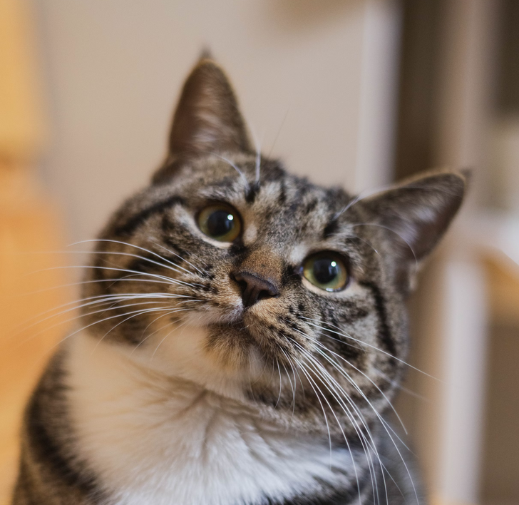 世界上最好的小貓咪的照片